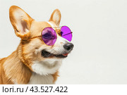 A Corgi dog with purple glasses squints and looks in front of him. Place for the inscription. Стоковое AI-изображение, AI-художник Ярославский Максим / Фотобанк Лори