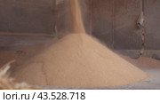 Process of preparing feed for livestock on animal farm. Crushed corn germ meal poured from grinder pipe into storage shed. Стоковое видео, видеограф Яков Филимонов / Фотобанк Лори