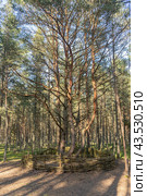 Dancing forest on the Curonian Spit. Стоковое фото, фотограф Мария Паина / Фотобанк Лори