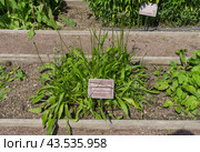 Подорожник ланцетный  (lat. Plantago lanceolata) на грядке с лекарственными растениями в Аптекарском Огороде (филиал ботанического сада МГУ). Москва. Июль, солнечно. Стоковое фото, фотограф Сергей Рыбин / Фотобанк Лори