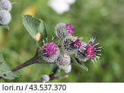 Цветущий репейник, лопух большой (Arctium lappa L.) © Ирина Борсученко / Фотобанк Лори. Стоковое фото, фотограф хохрякова альбина накиповна / Фотобанк Лори