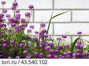 Lobularia maritima gowing over white brick wall backgrond, variety Easter Bonnet. Стоковое фото, фотограф EugeneSergeev / Фотобанк Лори