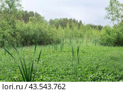 Green fen with sedge and bogbeans in the forest. Стоковое фото, фотограф Евгений Харитонов / Фотобанк Лори