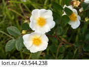 Шиповник Максимовича  (Rosa maximowicziana) Стоковое фото, фотограф Яна Савинова / Фотобанк Лори