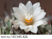 Flowering cactus Turbinicarpus macrochele, macro shot. Стоковое фото, фотограф Александр Курлович / Фотобанк Лори