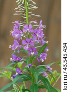 Fireweed flowers close up in the meadow. Стоковое фото, фотограф Александр Курлович / Фотобанк Лори