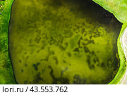 Прозрачные воды озера Джангысколь у подножия Северо-Чуйского хребта. Окрестности урочища Ештыкель, Улаганский район юго-востока республики Алтай. Вид с высоты птичьего полёта. Стоковое фото, фотограф Евгений Мухортов / Фотобанк Лори