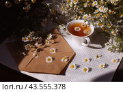 Ромашки. Стоковое фото, фотограф Татьяна Глебович / Фотобанк Лори