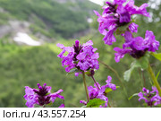 Буквица крупноцветковая (Betonica macrantha) (2024 год). Редакционное фото, фотограф Ирина Яровая / Фотобанк Лори