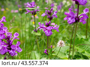 Буквица крупноцветковая (Betonica macrantha) Стоковое фото, фотограф Ирина Яровая / Фотобанк Лори
