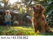 Golden Retriever Waiting for Ball During Game of Fetch in Backyard. Стоковое AI-изображение, AI-художник Сергей Толмачёв / Фотобанк Лори