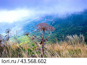 Борщевик Сосновского (лат. Heracleum sosnowskyi) Стоковое фото, фотограф Светлана Евтушенко / Фотобанк Лори
