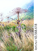 Борщевик Сосновского (лат. Heracleum sosnowskyi) Стоковое фото, фотограф Светлана Евтушенко / Фотобанк Лори