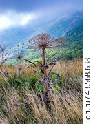 Борщевик Сосновского (лат. Heracleum sosnowskyi) Стоковое фото, фотограф Светлана Евтушенко / Фотобанк Лори