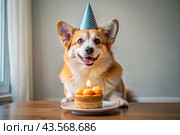 Golden Welsh corgi celebrates his birthday. The dog is sitting with a cake, balloons and flags at a pet's birthday party. Стоковое AI-изображение, AI-художник Photojuli / Фотобанк Лори
