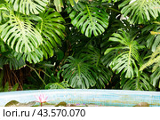 Green monstera flower grows in a greenhouse, green leaves background, nature concept, copy space. Стоковое фото, фотограф Ирина Михайличенко / Фотобанк Лори