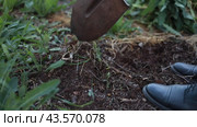 A man digs the ground with a shovel. Leg of a hand with a shovel close-up. Summer resident weeds the beds in the garden from weeds. Destruction of weeds Plowing loosening the earth Planting plants Preparing the soil Summer work. Стоковое видео, видеограф Светлана Евтушенко / Фотобанк Лори