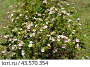Цветущий пятилистник кустарниковый (Pentaphylloides fruticosa (L.) O.Schwarz), сорт Пинк Квин (Пинк Принцесс) Стоковое фото, фотограф Ирина Борсученко / Фотобанк Лори