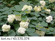 Гортензия древовидная (Hydrangea arborescens L.), цветущее растение. Стоковое фото, фотограф Ирина Борсученко / Фотобанк Лори