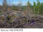 Весенний пейзаж на горе Хийденвуори. Карелия (2022 год). Стоковое фото, фотограф Анна Карасева / Фотобанк Лори