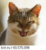Photography of a big homeless fighting cat. Ragged ear. Cat meows loudly. He is begging food. Open cat mouth widely. Animals theme. Стоковое фото, фотограф YuryKara / Фотобанк Лори