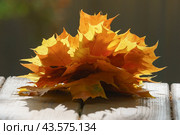 Beautiful autumn bouquet of yellow, golden maple leaves. Autumn concept. Theme of the beauty in nature. Bright bouquet at the table. Defocused natural background. Стоковое фото, фотограф YuryKara / Фотобанк Лори