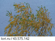 Photography of branch tree with bright yellow leaves. Blue sky as background. Autumn sunset. Beautiful floral pattern. The beauty in nature concept. Suitable for poster, postcards, touristic guides. Стоковое фото, фотограф YuryKara / Фотобанк Лори