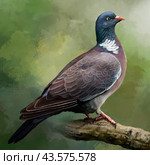 Вяхирь или витютень (лат. Columba palumbus) Стоковая иллюстрация, иллюстратор Зоя Митусова / Фотобанк Лори