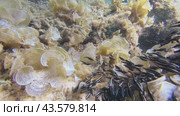 World of a school of Coral Catfish. Стоковое видео, видеограф Ольга Хорошунова / Фотобанк Лори