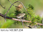 Phylloscopus trochilus.Пеночка-весничка на сосновой ветке, Ямало-Ненецкий автономный округ. Стоковое фото, фотограф Григорий Писоцкий / Фотобанк Лори