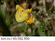 The butterfly (Colias croceus) close-up. Стоковое фото, фотограф Татьяна Ляпи / Фотобанк Лори