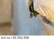 The wild bee (Apis mellifera) drinks water close-up. Стоковое фото, фотограф Татьяна Ляпи / Фотобанк Лори