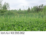 Green fen vegetation  with sedge and bogbeans on a blured background. Стоковое фото, фотограф Евгений Харитонов / Фотобанк Лори
