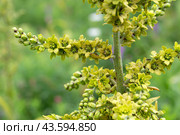 Черемица Лобеля (veratrum lobelianum) Стоковое фото, фотограф Ирина Яровая / Фотобанк Лори