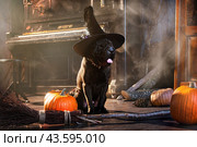 Huge black Shar Pei dog sits next to a broom and pumpkins, with smoke and a mysterious Halloween. Стоковое фото, фотограф Мария Мороз / Фотобанк Лори