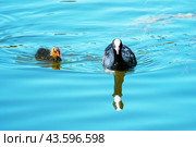 Лысуха (лат. Fulica atra) с птенцом. Стоковое фото, фотограф Головкова Елена / Фотобанк Лори