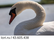 Лебедь-шипун (лат. Cygnus olor) плывет по водной глади озера в дикой природе (2024 год). Редакционное фото, фотограф Николай Винокуров / Фотобанк Лори