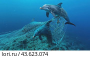 Dolphins in intricate nets at the depth of the ocean. Стоковое AI-видео, аниматор Юрий Поздников / Фотобанк Лори