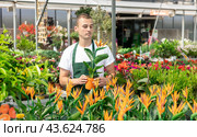 Man changes arrangement of pots with Strelitzia and improves appearance flowers. Стоковое фото, фотограф Яков Филимонов / Фотобанк Лори