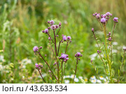 Flowering creeping thistle (Cirsium arvense, also Canada thistle or field thistle). The creeping thistle is considered a noxious weed in many countries. Стоковое фото, фотограф Ольга Сейфутдинова / Фотобанк Лори