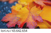 Close up of fallen maple leaves on ground in autumn covered in raindrops. Стоковое видео, видеограф Ирина Михайличенко / Фотобанк Лори