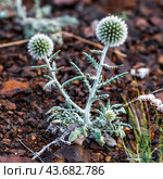 Echinops humilis M. Bieb. (семейство Asteraceae) - Мордовник приземистый на каменистом грунте горы. Кош-Агачский район республики Алтай. Стоковое фото, фотограф Евгений Мухортов / Фотобанк Лори