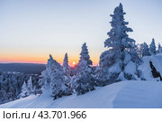 Солнце в лесу. Стоковое фото, фотограф Артур Ибрагимов / Фотобанк Лори