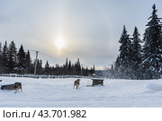 Стражи. Стоковое фото, фотограф Артур Ибрагимов / Фотобанк Лори