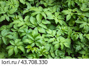 Aegopodium green leaves, natural background photo. Стоковое фото, фотограф EugeneSergeev / Фотобанк Лори