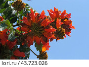 Blooming African tuliptree, fountain tree (lat.- Spathodea campanulata) in the Ein Gedi Botanical Garden. Стоковое фото, фотограф Irina Opachevsky / Фотобанк Лори