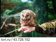 Person holding Ural owl (Strix uralensis) bird on arm as a caring of a World Animal Day. Стоковое фото, фотограф Татьяна Терехина / Фотобанк Лори