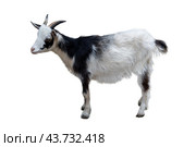 Young goat isolated. Стоковое фото, фотограф Татьяна Карасева / Фотобанк Лори