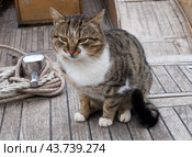 Кошка сидит на палубе рыболовной шлюпки. A cat sits on the deck of a fishing dinghy. Стоковое фото, фотограф Татьяна Д / Фотобанк Лори