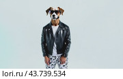 A cool dog can be seen wearing a stylish leather jacket along with trendy sunglasses. Стоковое AI-видео, аниматор Юрий Поздников / Фотобанк Лори